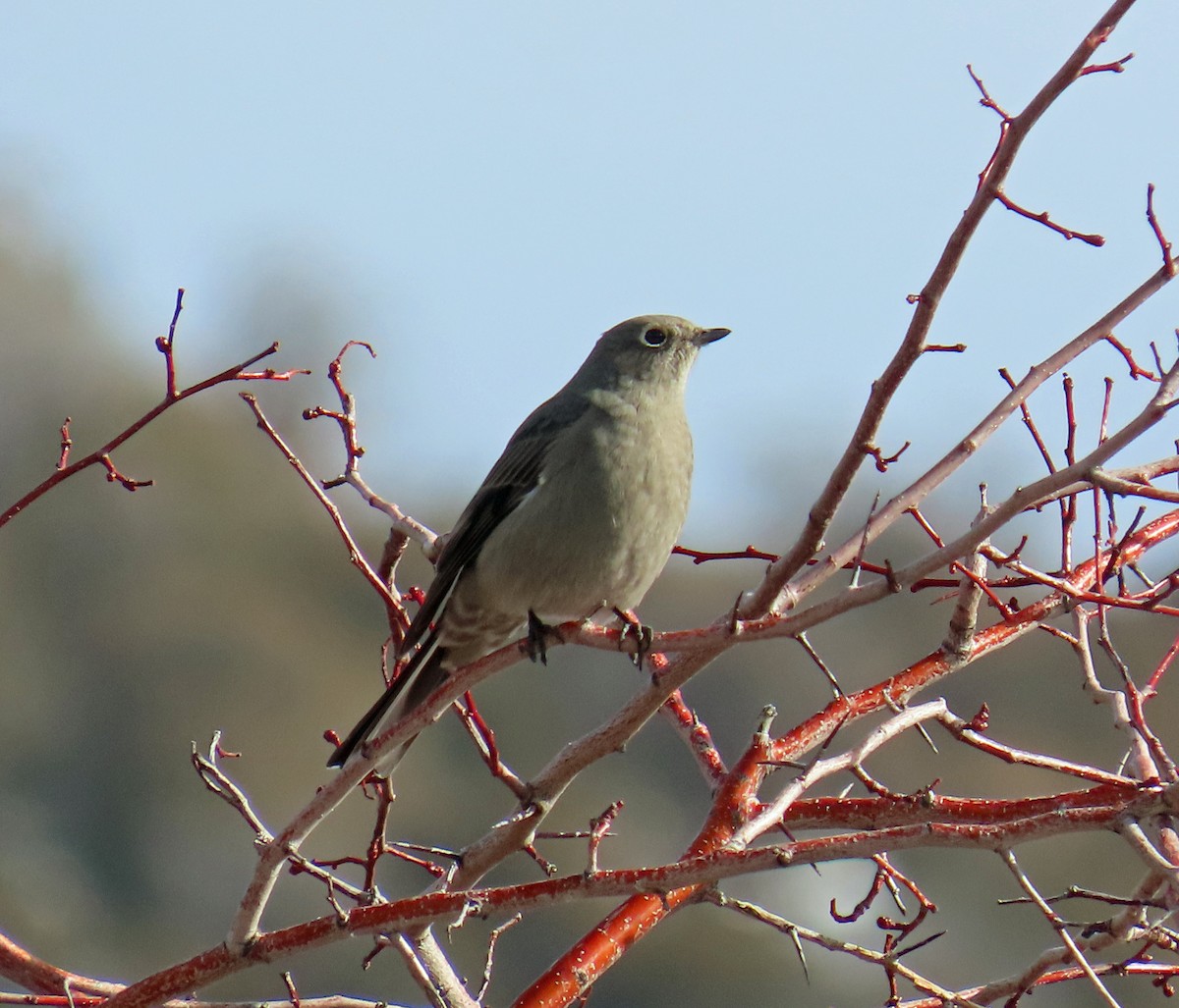 lesňák západní - ML646598788