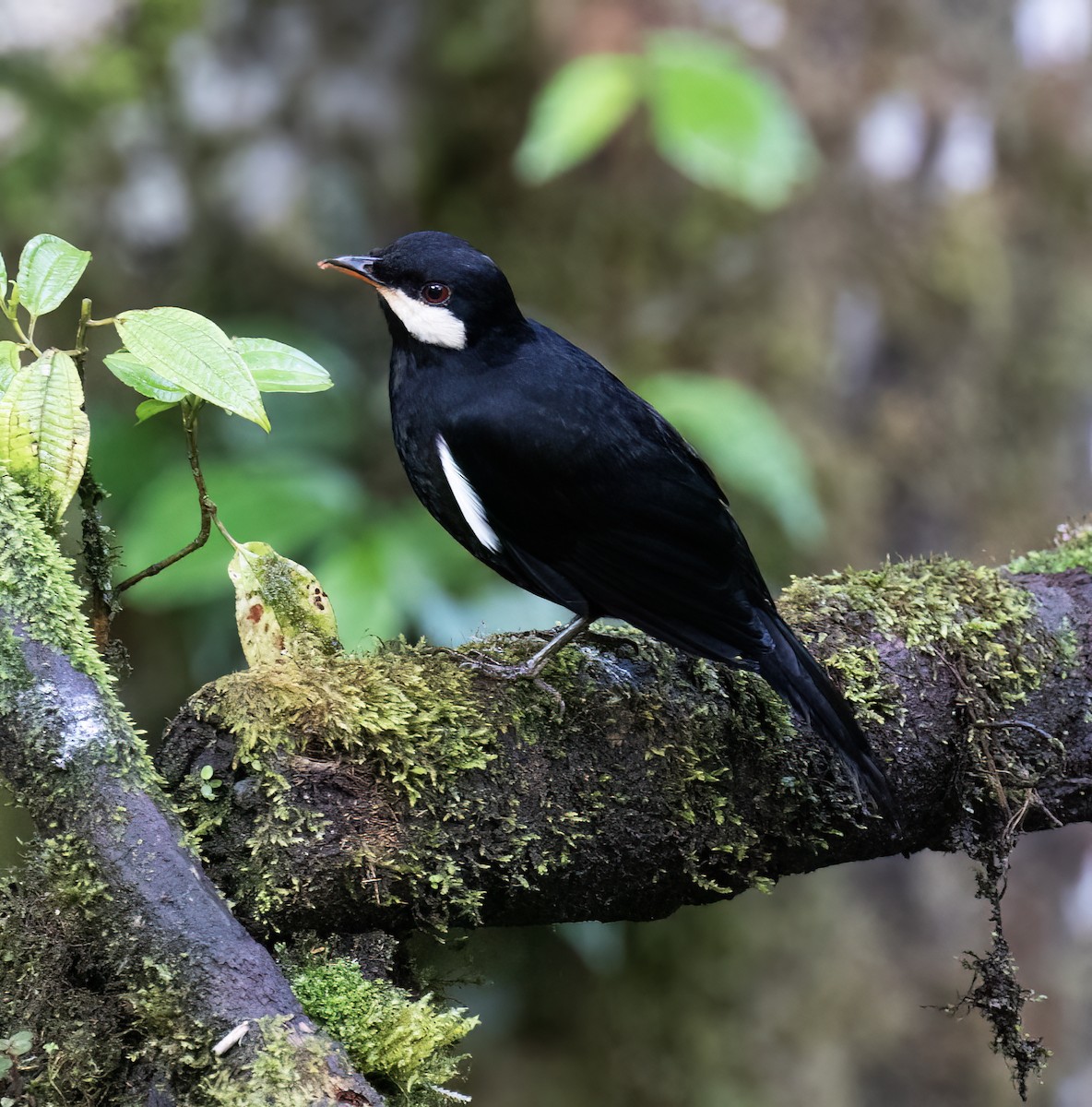 Black Solitaire - ML646598789