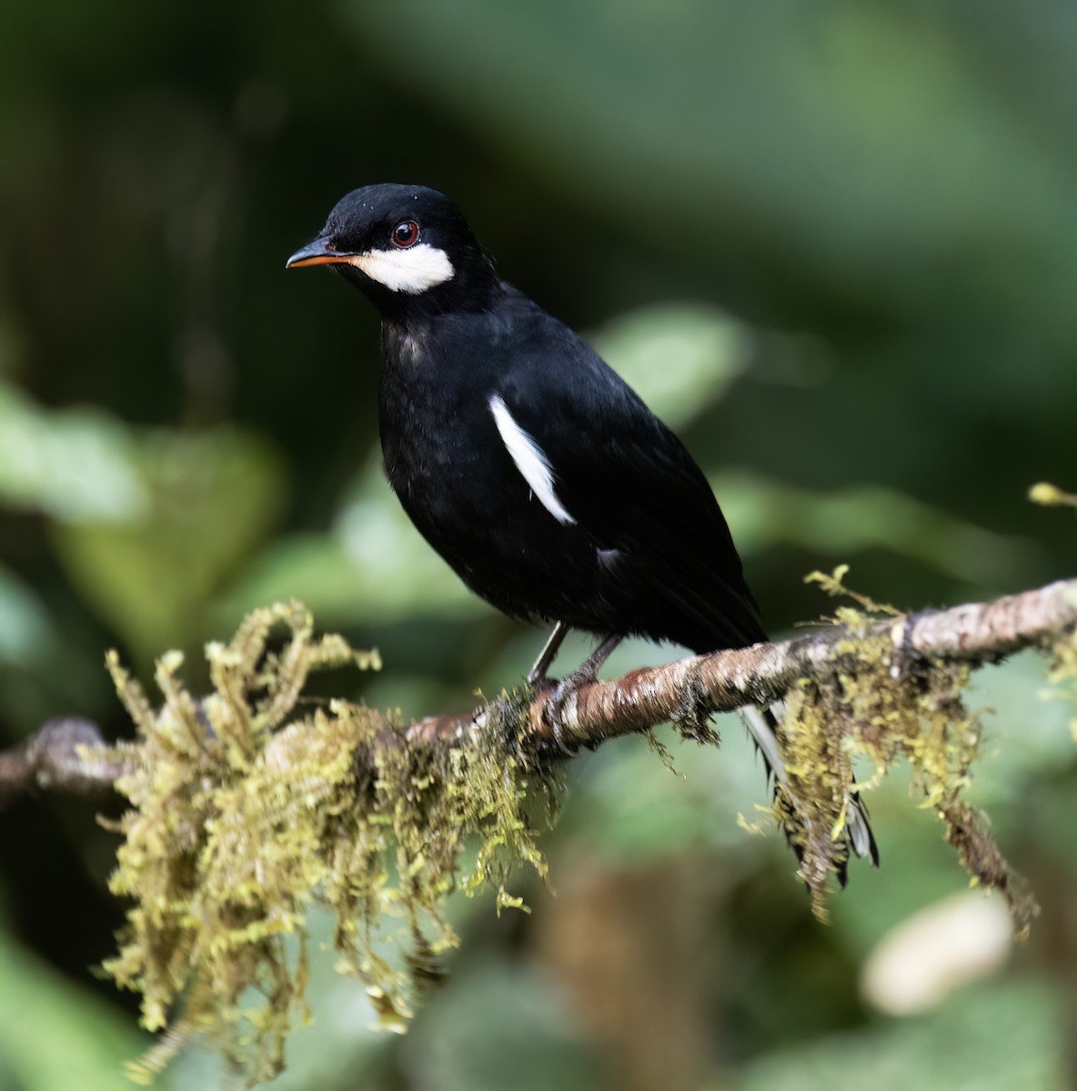 Black Solitaire - ML646598790