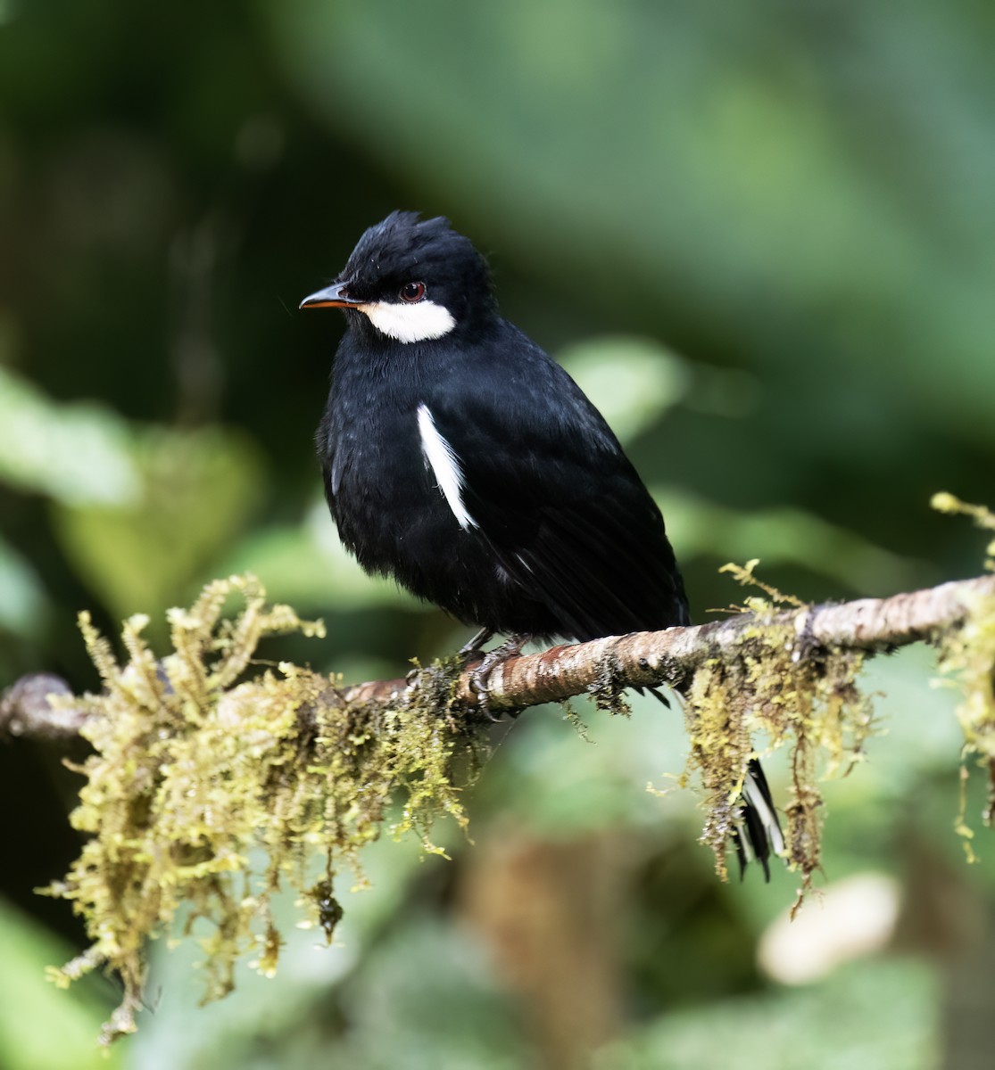 Black Solitaire - ML646598791