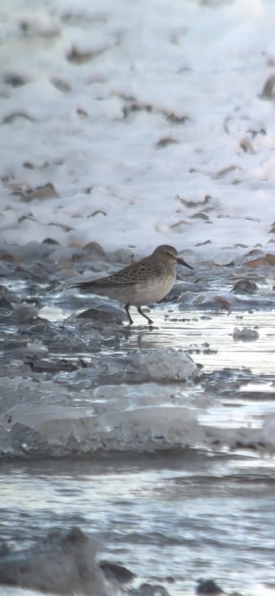 White-rumped Sandpiper - ML646598794