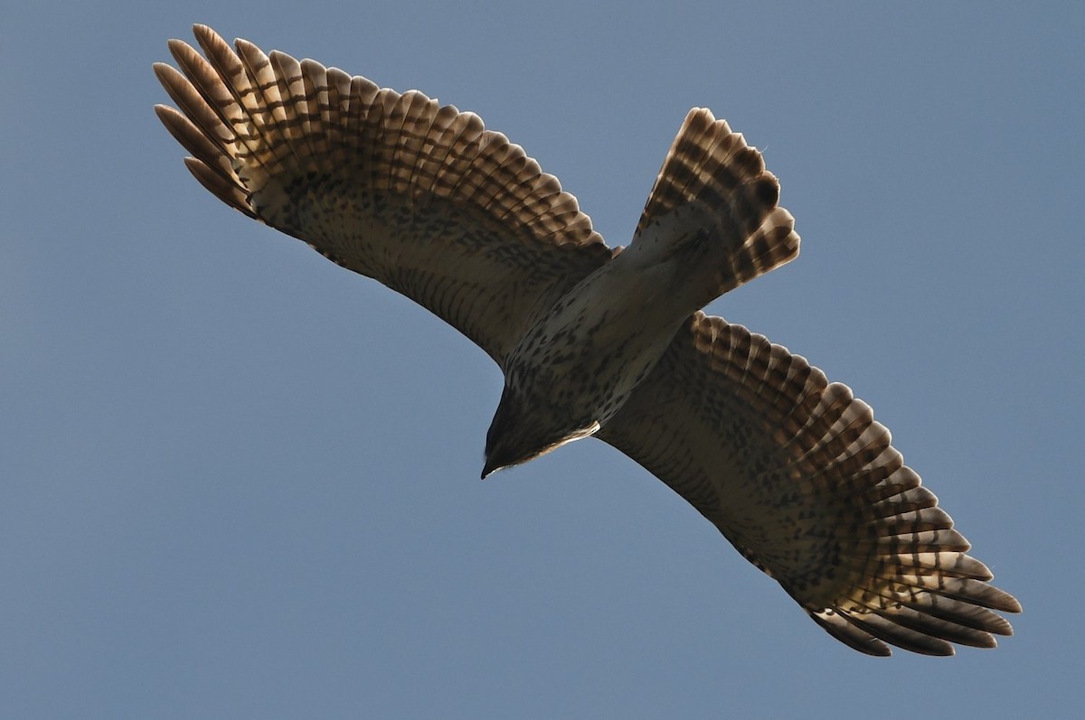 Red-shouldered Hawk - ML646598795
