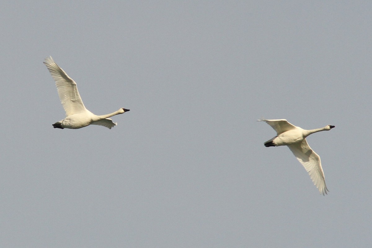 Cygne siffleur - ML646598797