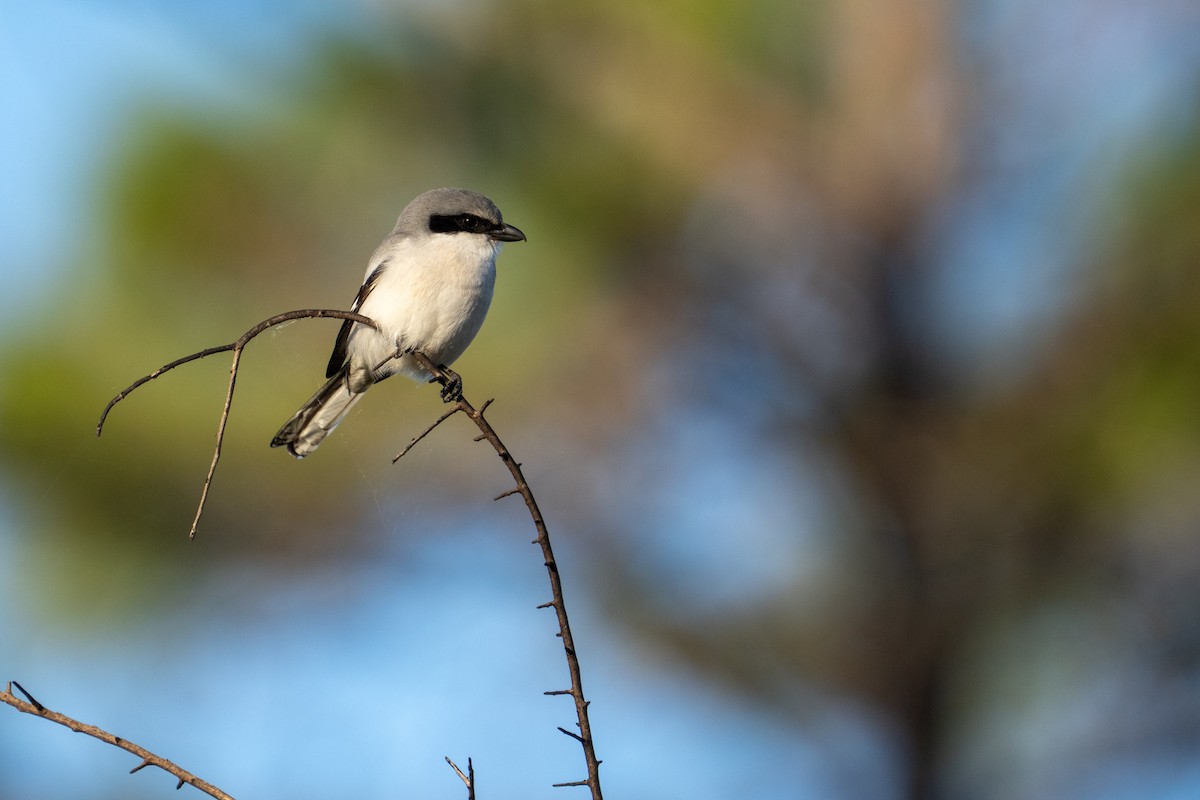Loggerhead Shrike - ML646598798