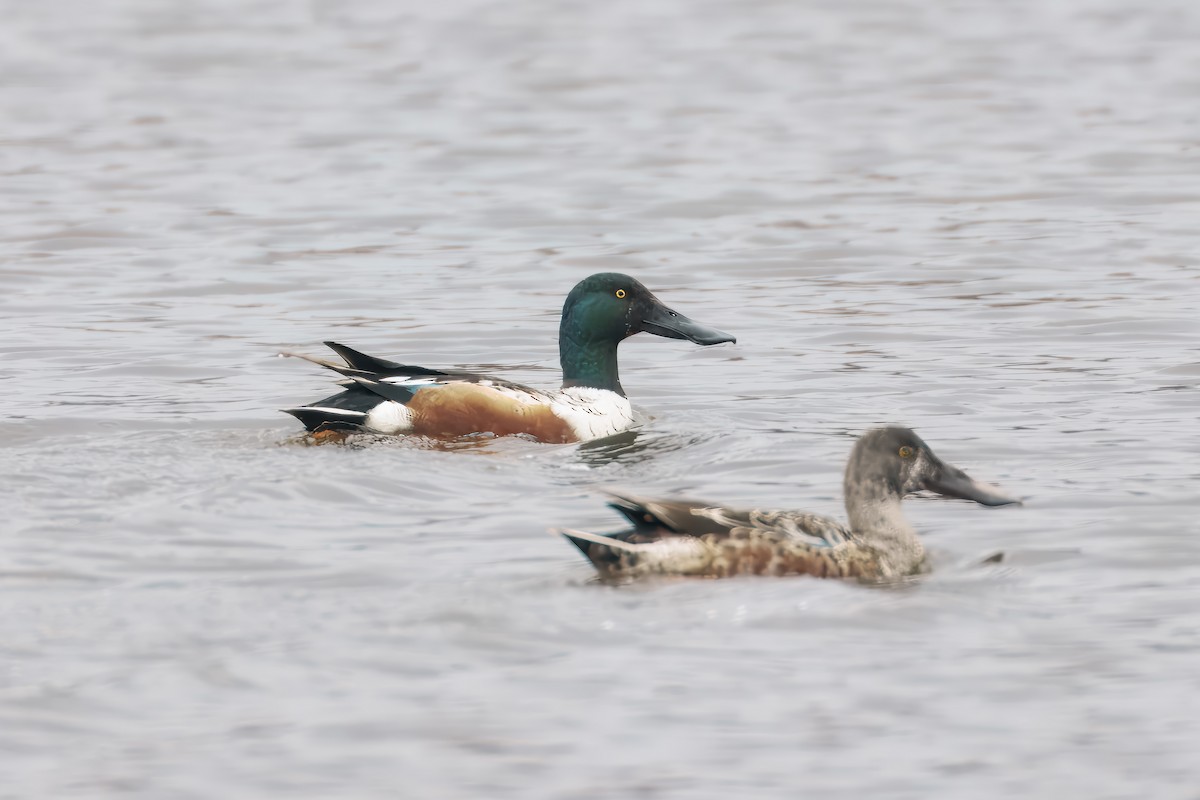 Халбага нугас - ML646598802