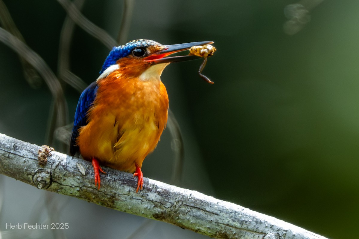 Martín Pescador Malgache - ML646598803