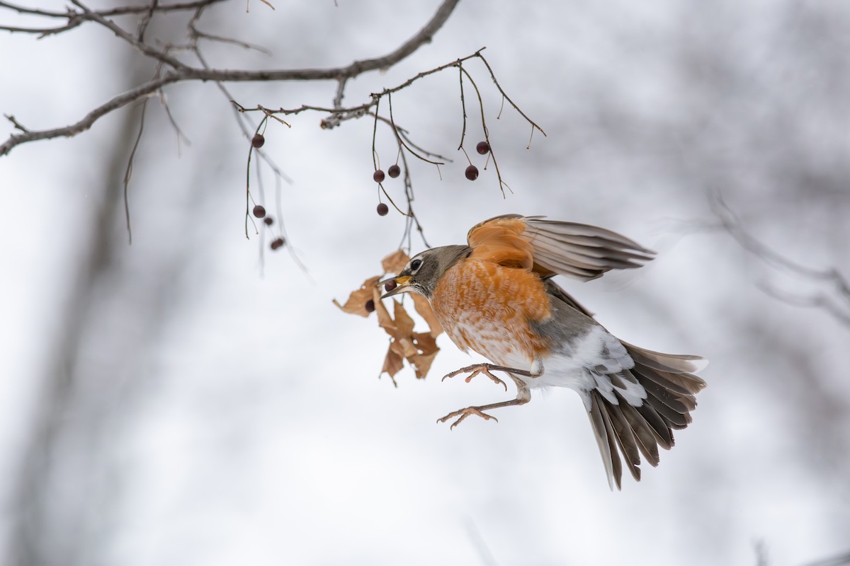 Странствующий дрозд - ML646598804