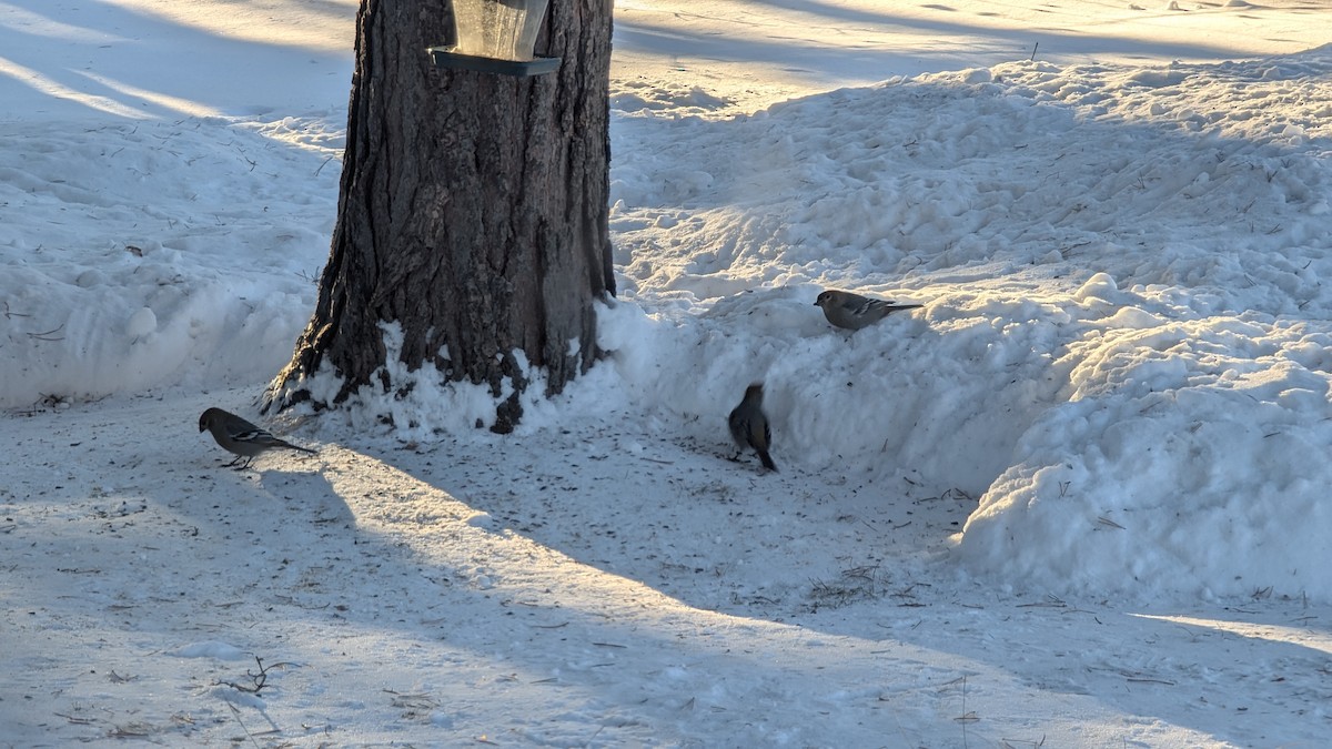 Tayga Çütresi - ML646598805