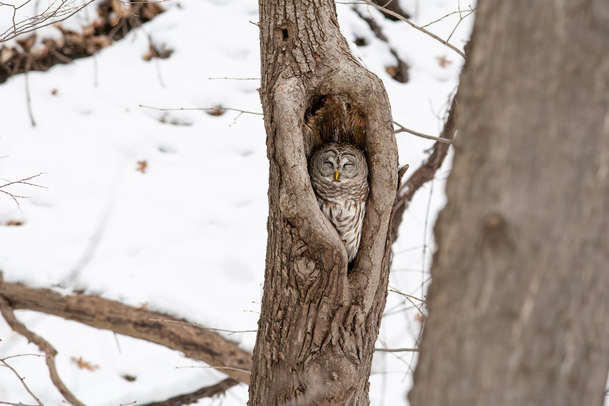 Barred Owl - ML646598807