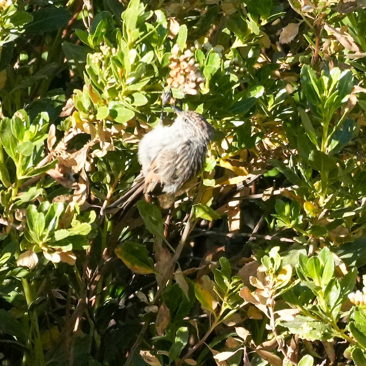 Сікора світлогорла - ML646598809