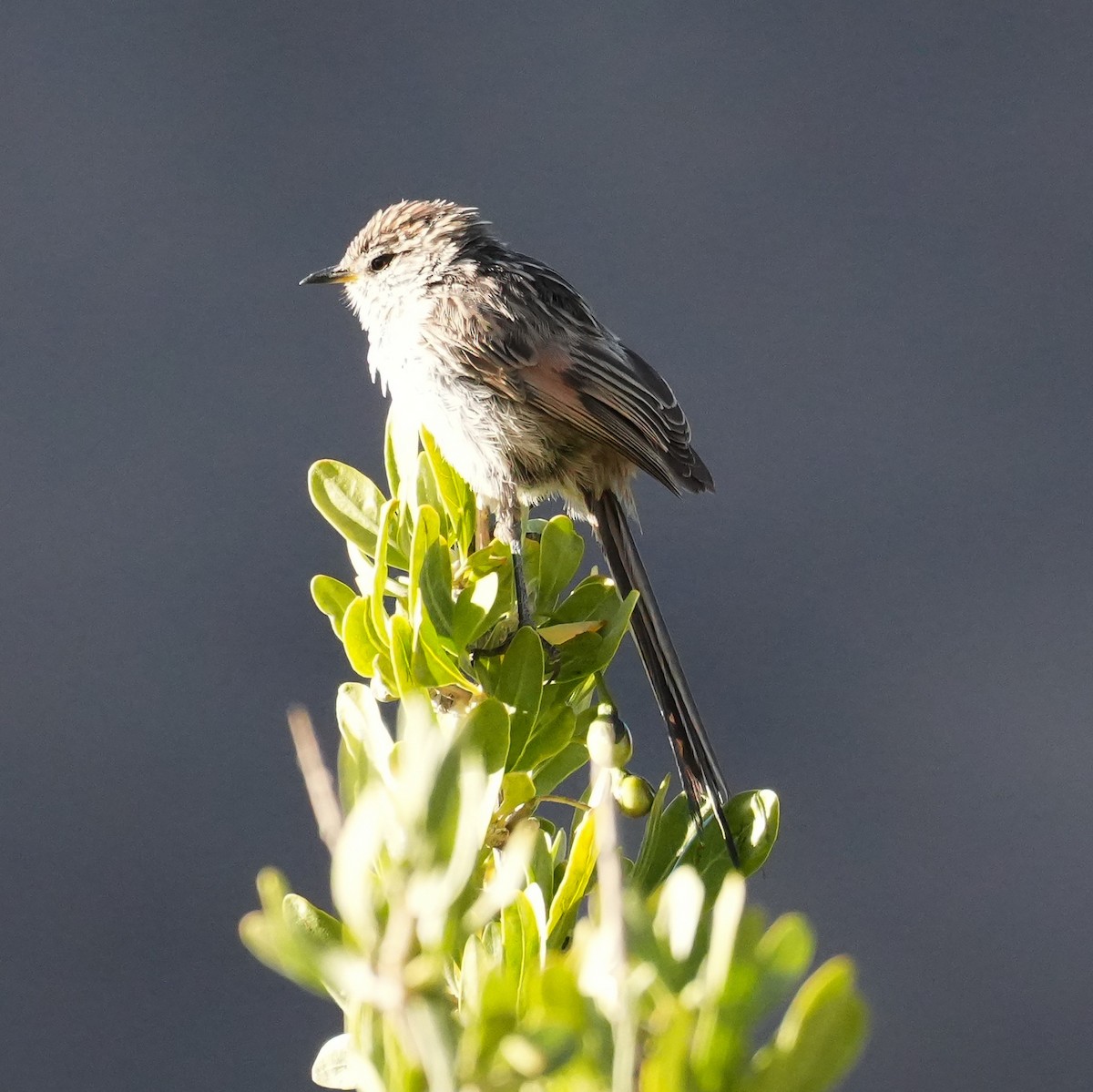 Сікора світлогорла - ML646598810