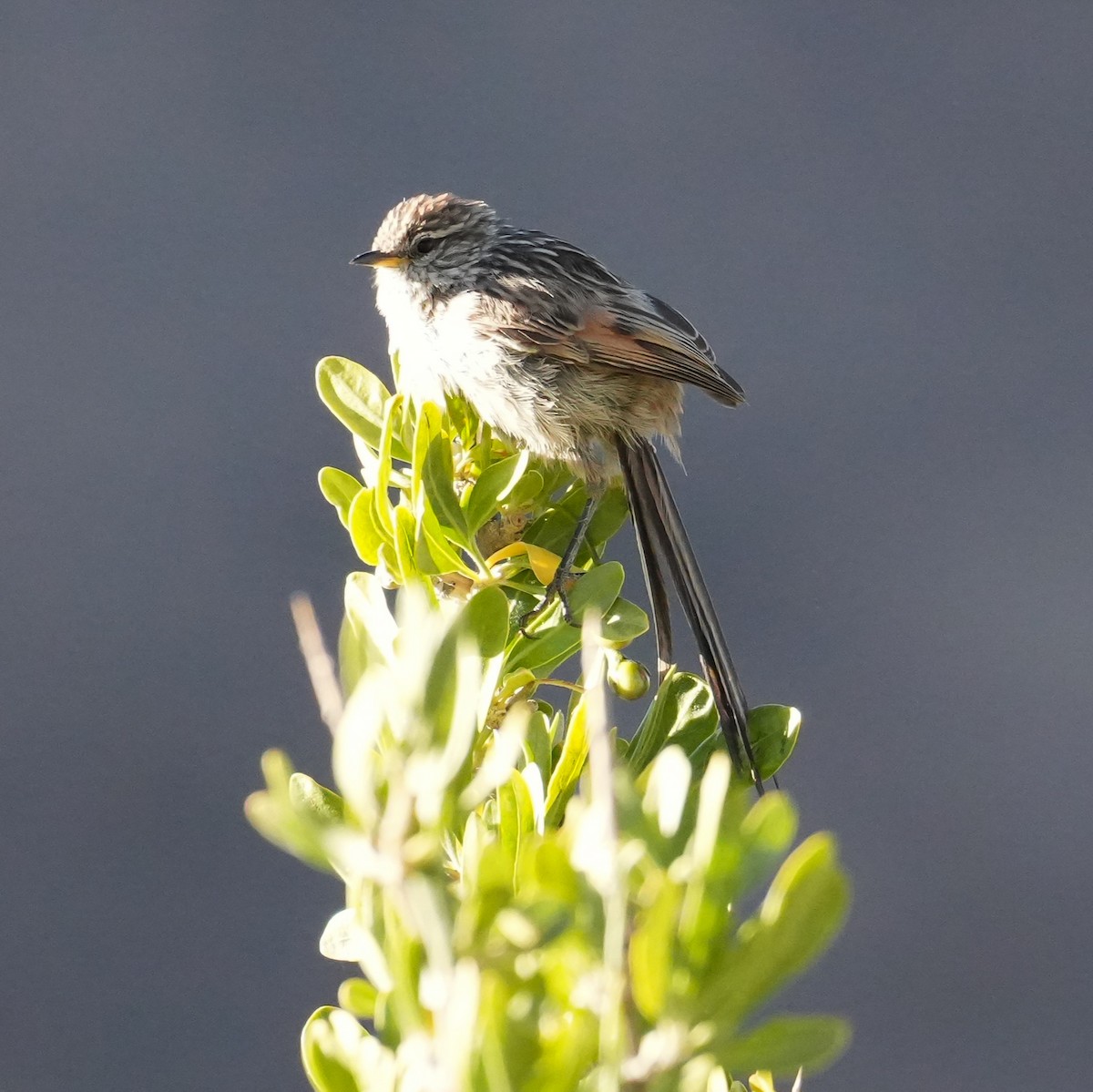 Сікора світлогорла - ML646598811