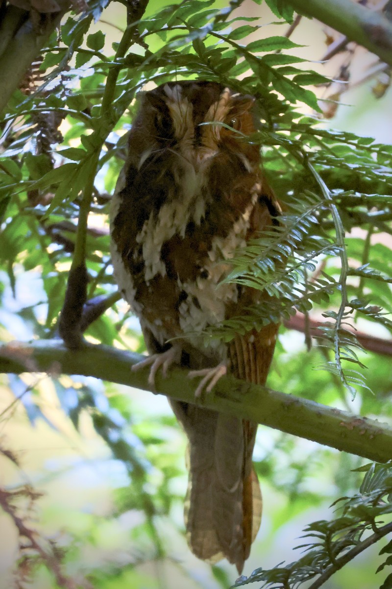 Käuzchenhöhlenschwalm - ML646598813