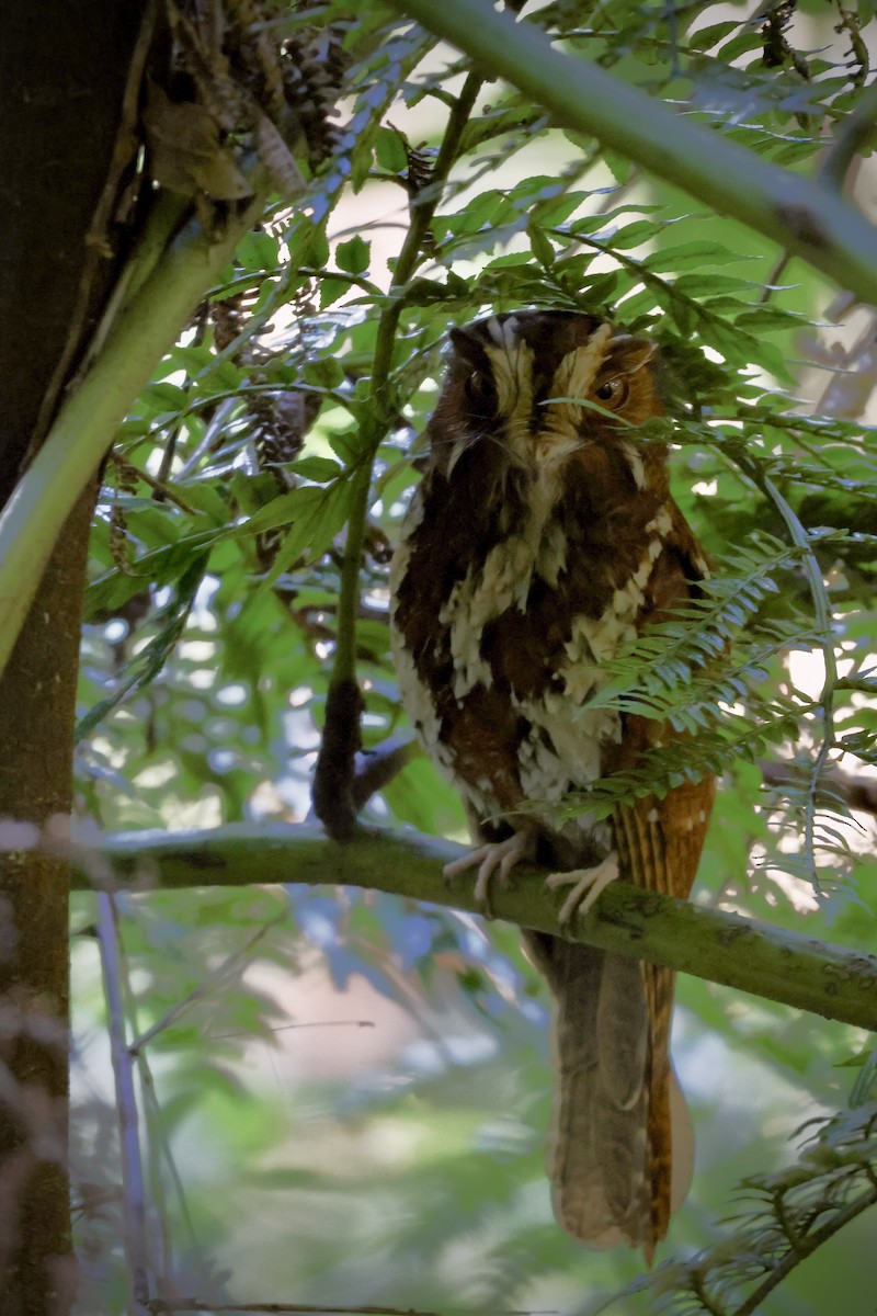 Käuzchenhöhlenschwalm - ML646598814