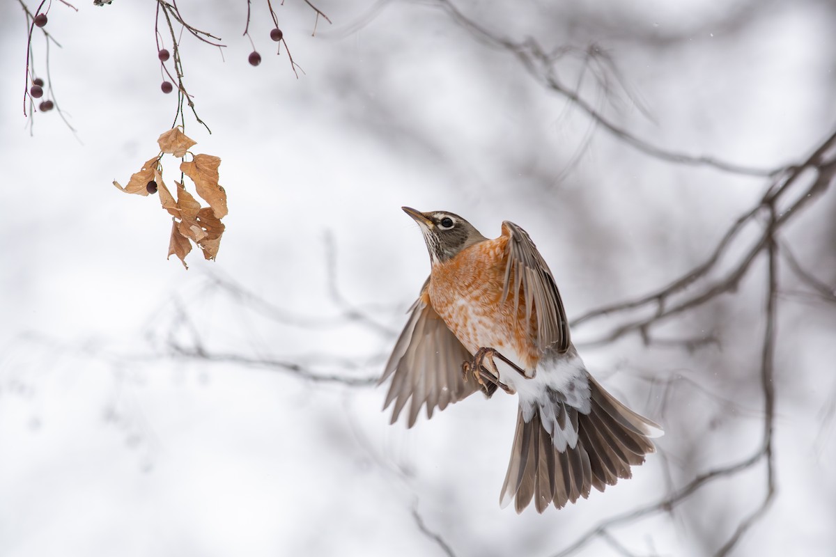 Странствующий дрозд - ML646598815