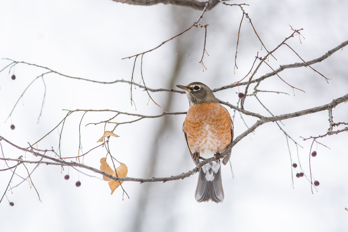 American Robin - ML646598816