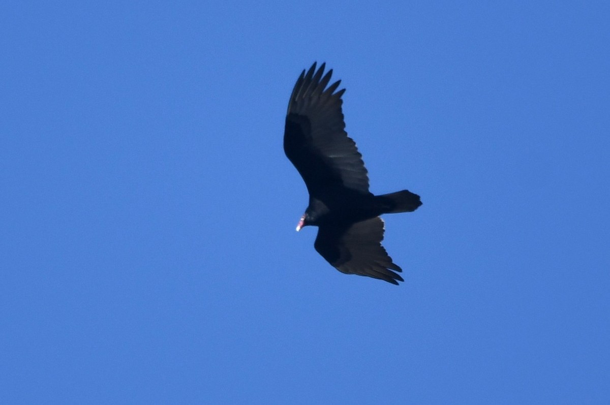 Turkey Vulture - ML646598822
