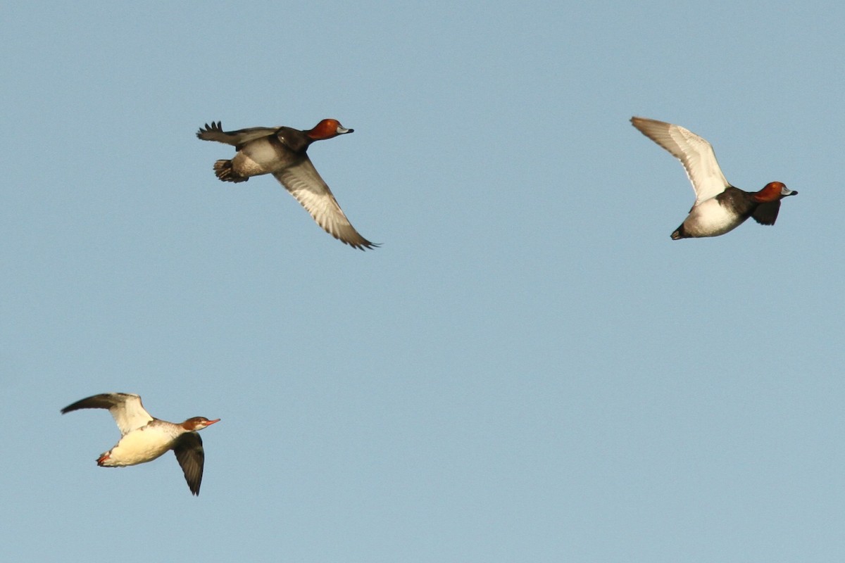 Fuligule à tête rouge - ML646598823
