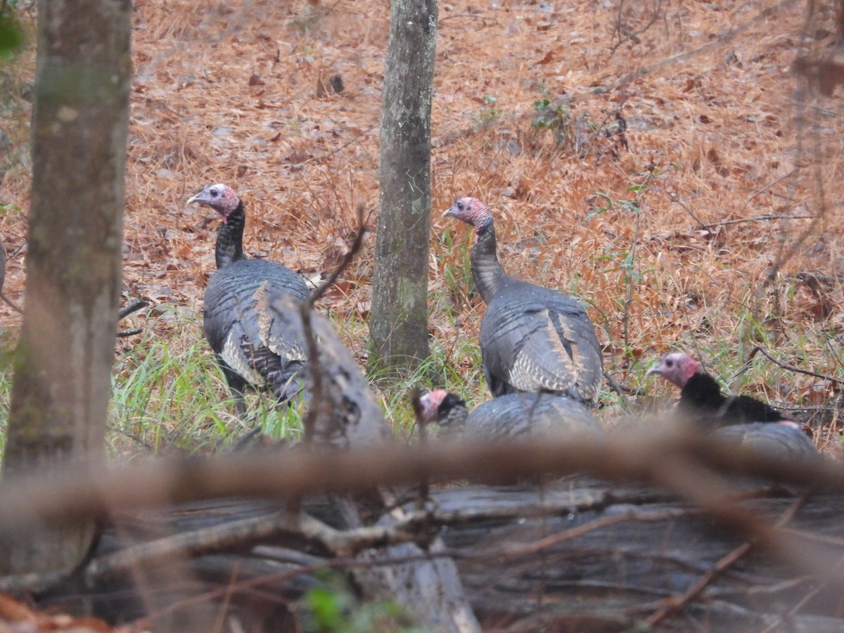 krocan divoký - ML646598824