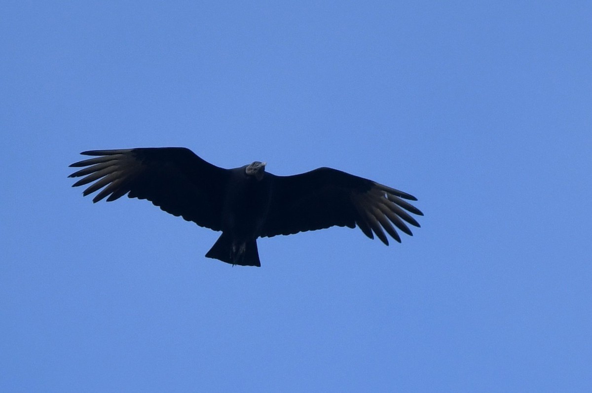 Black Vulture - ML646598827