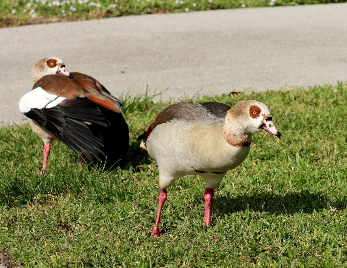 Egyptian Goose - ML646598828