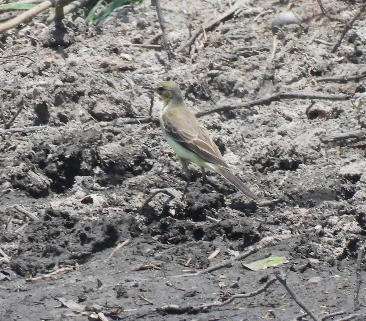 Western Yellow Wagtail - ML646598829