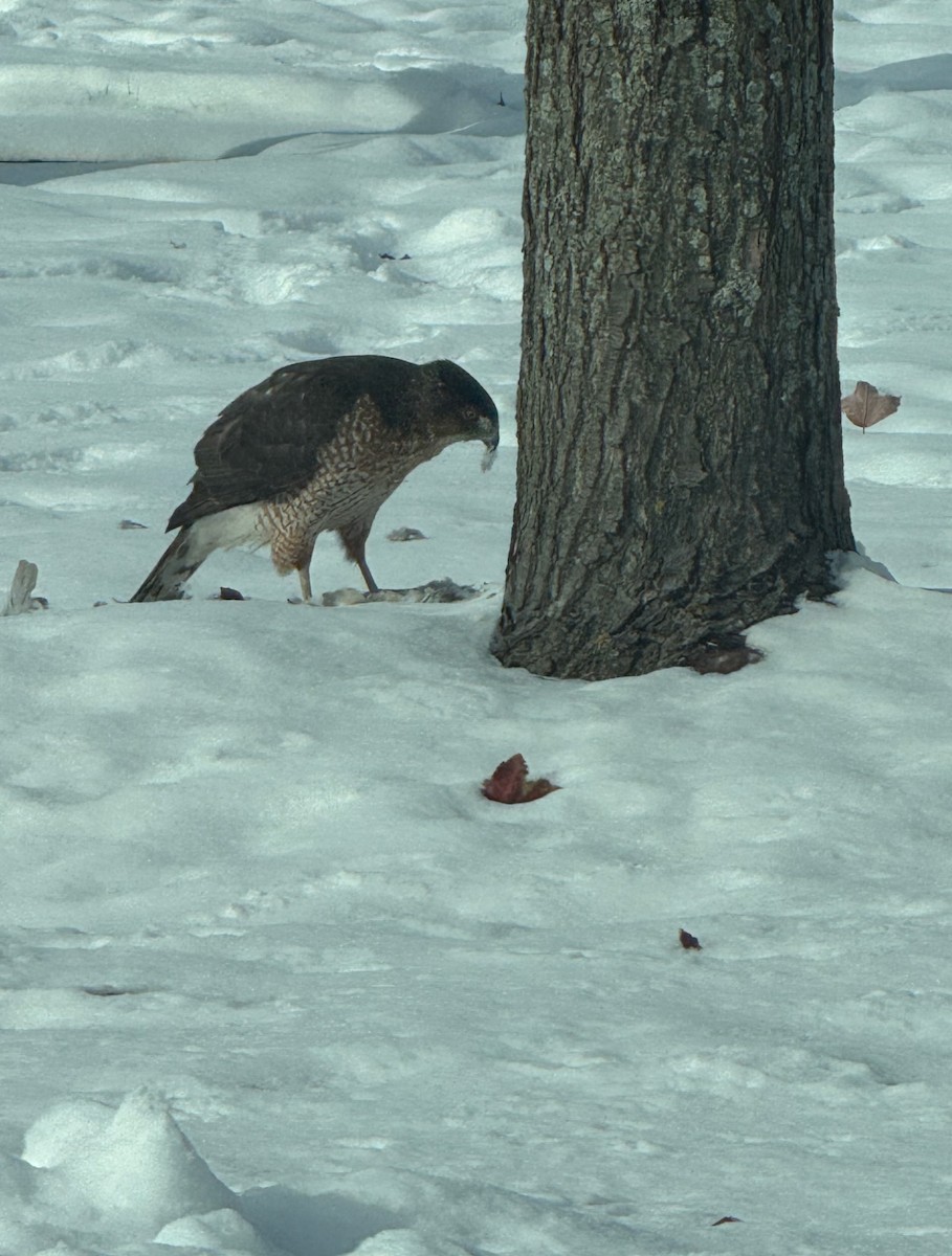 Cooper's Hawk - ML646598830