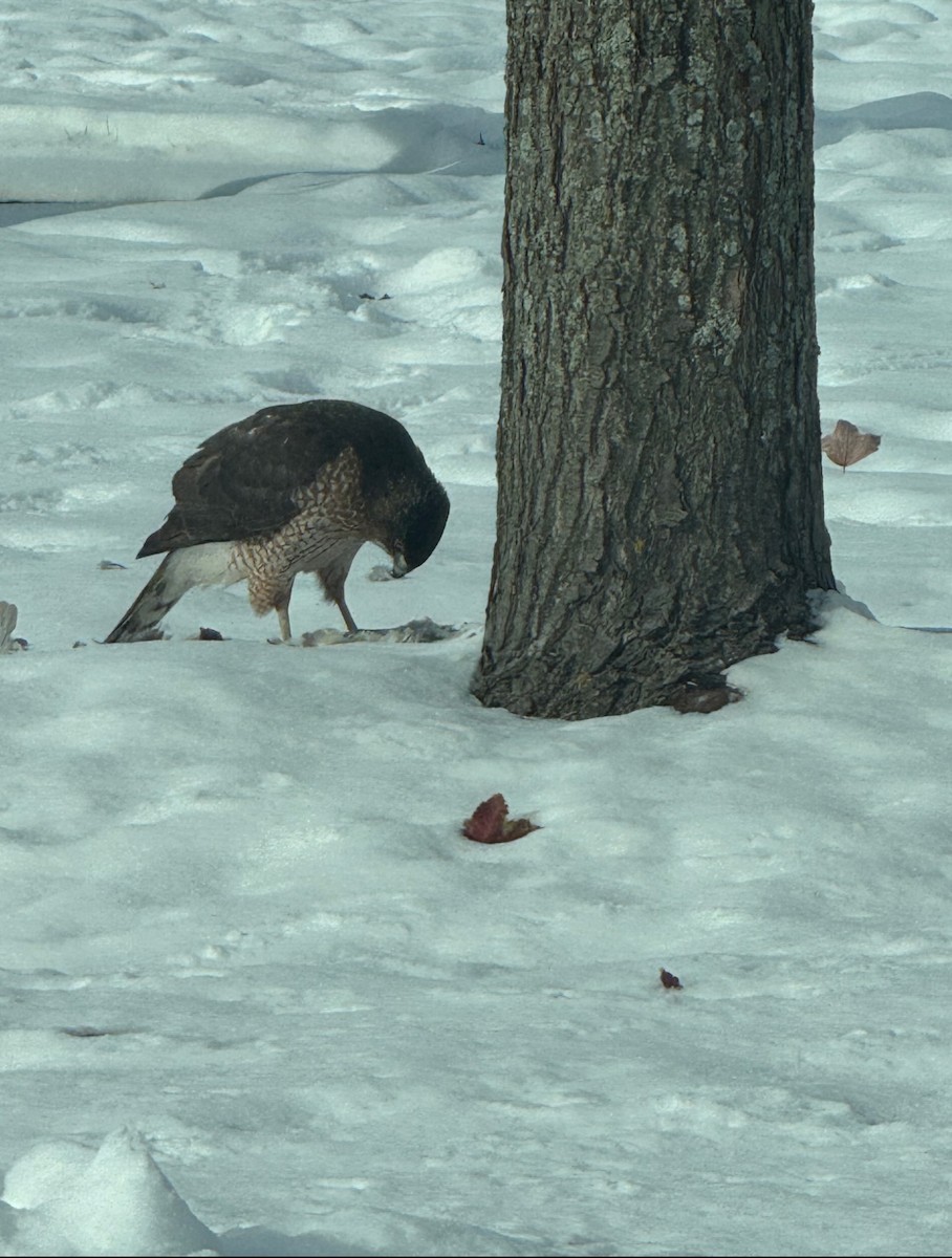 Cooper's Hawk - ML646598831