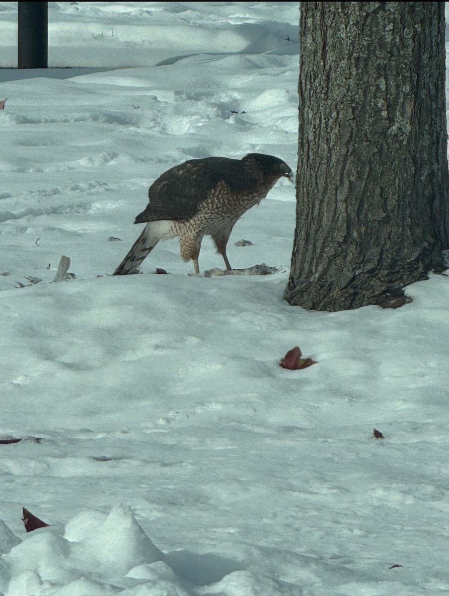 Cooper's Hawk - ML646598832