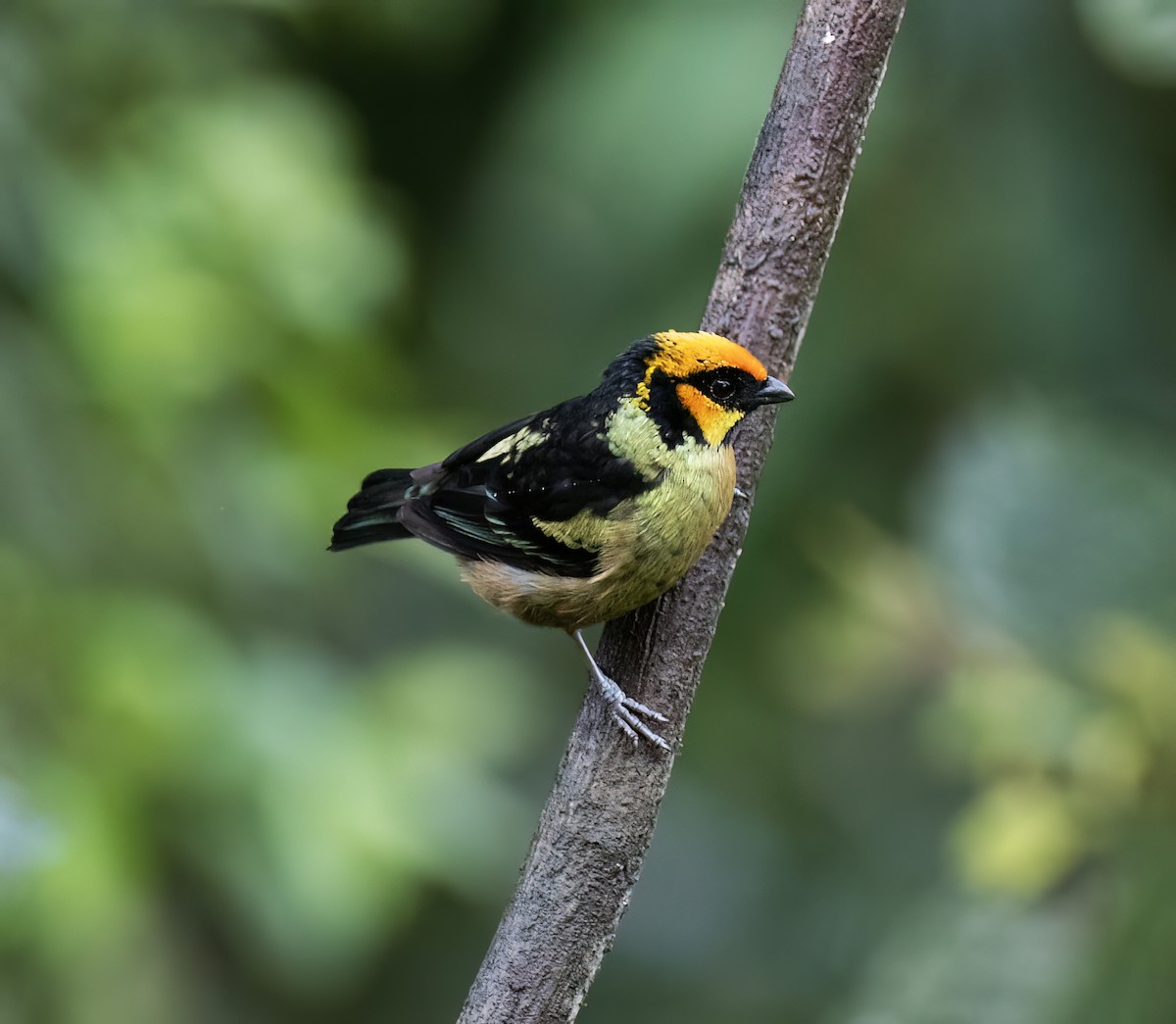 Flame-faced Tanager - ML646598833