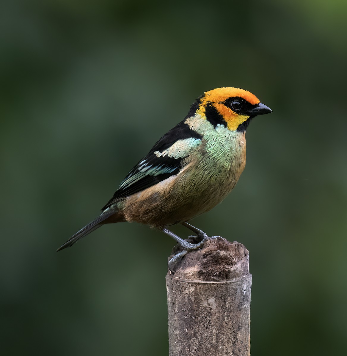 Flame-faced Tanager - ML646598834