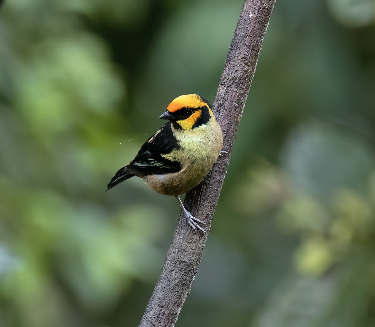 Flame-faced Tanager - ML646598835