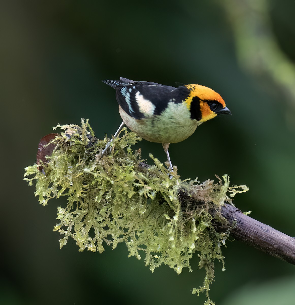 Flame-faced Tanager - ML646598836