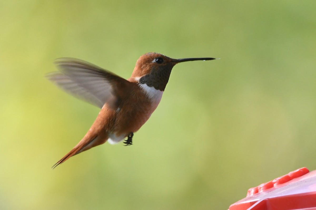 Rufous Hummingbird - ML646598837