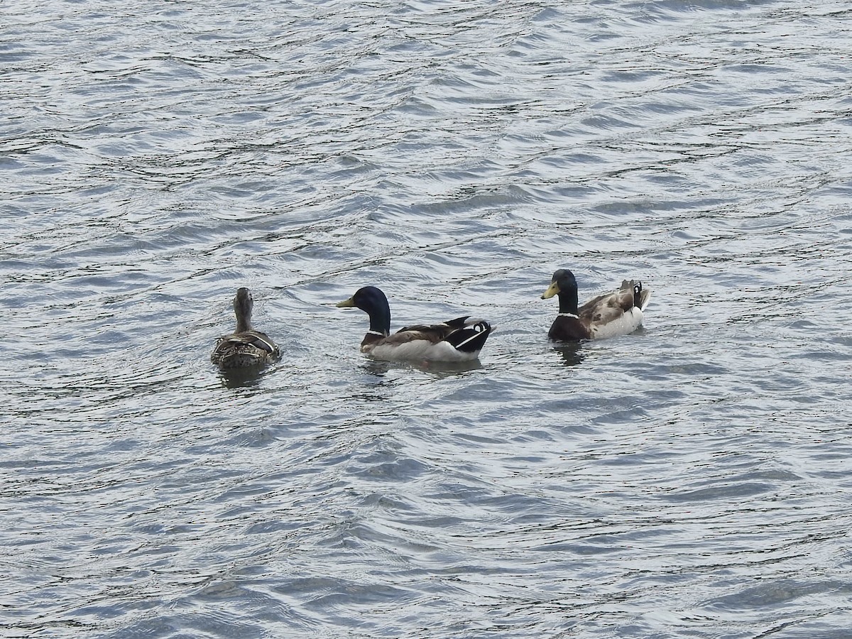 Mallard - ML646598838