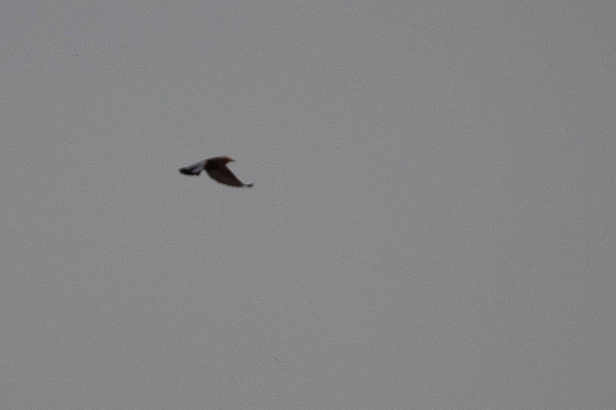 Cyprus Wheatear - ML646598839