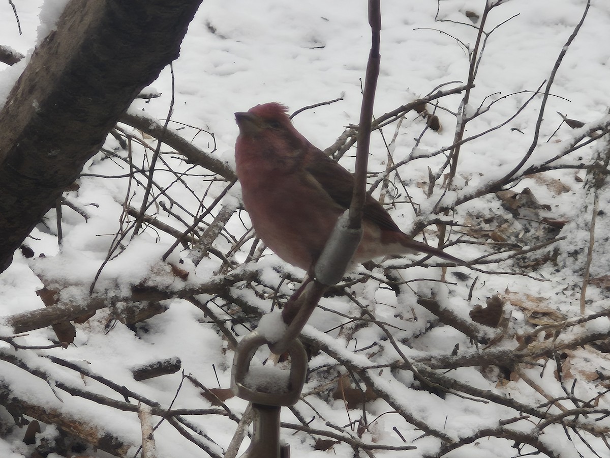 Purple Finch (Eastern) - ML646598840
