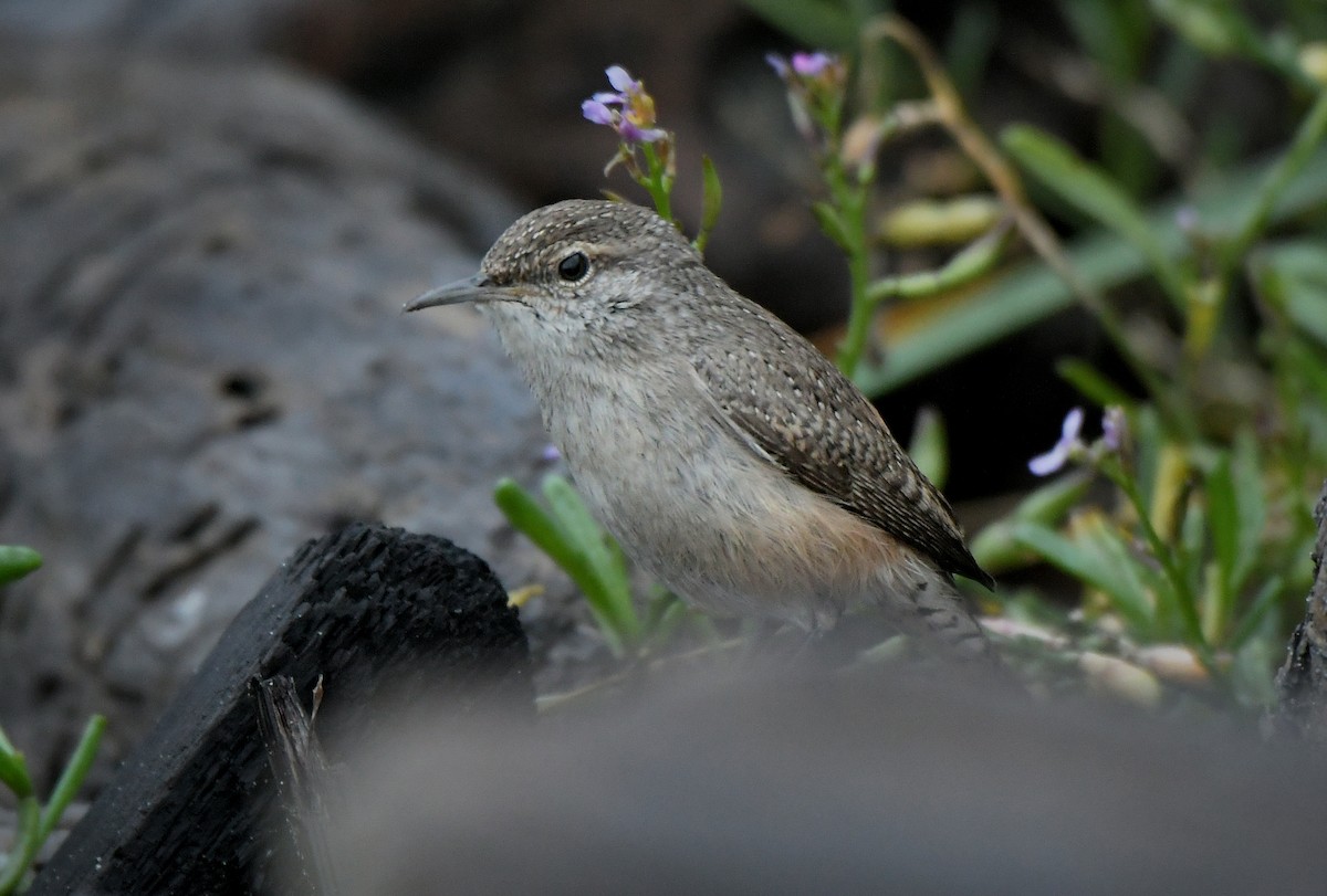 Rock Wren - ML646598842