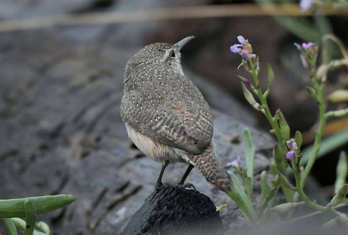 Rock Wren - ML646598843