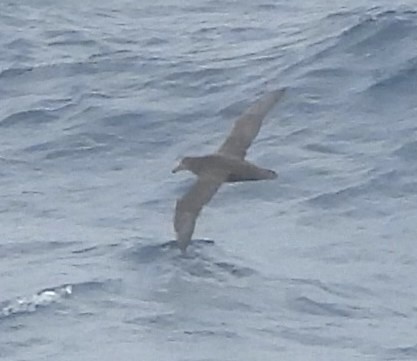 Southern Giant-Petrel - ML646598844