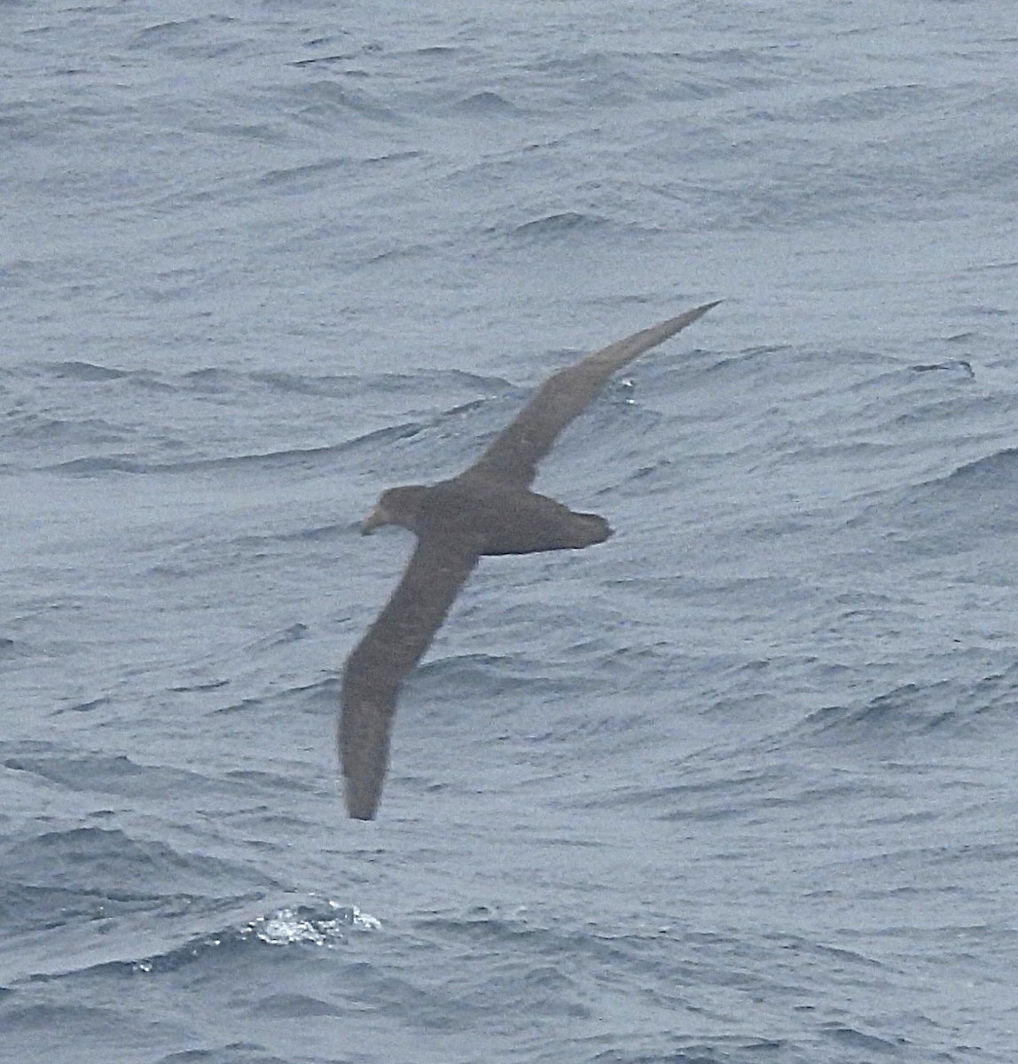 Southern Giant-Petrel - ML646598845