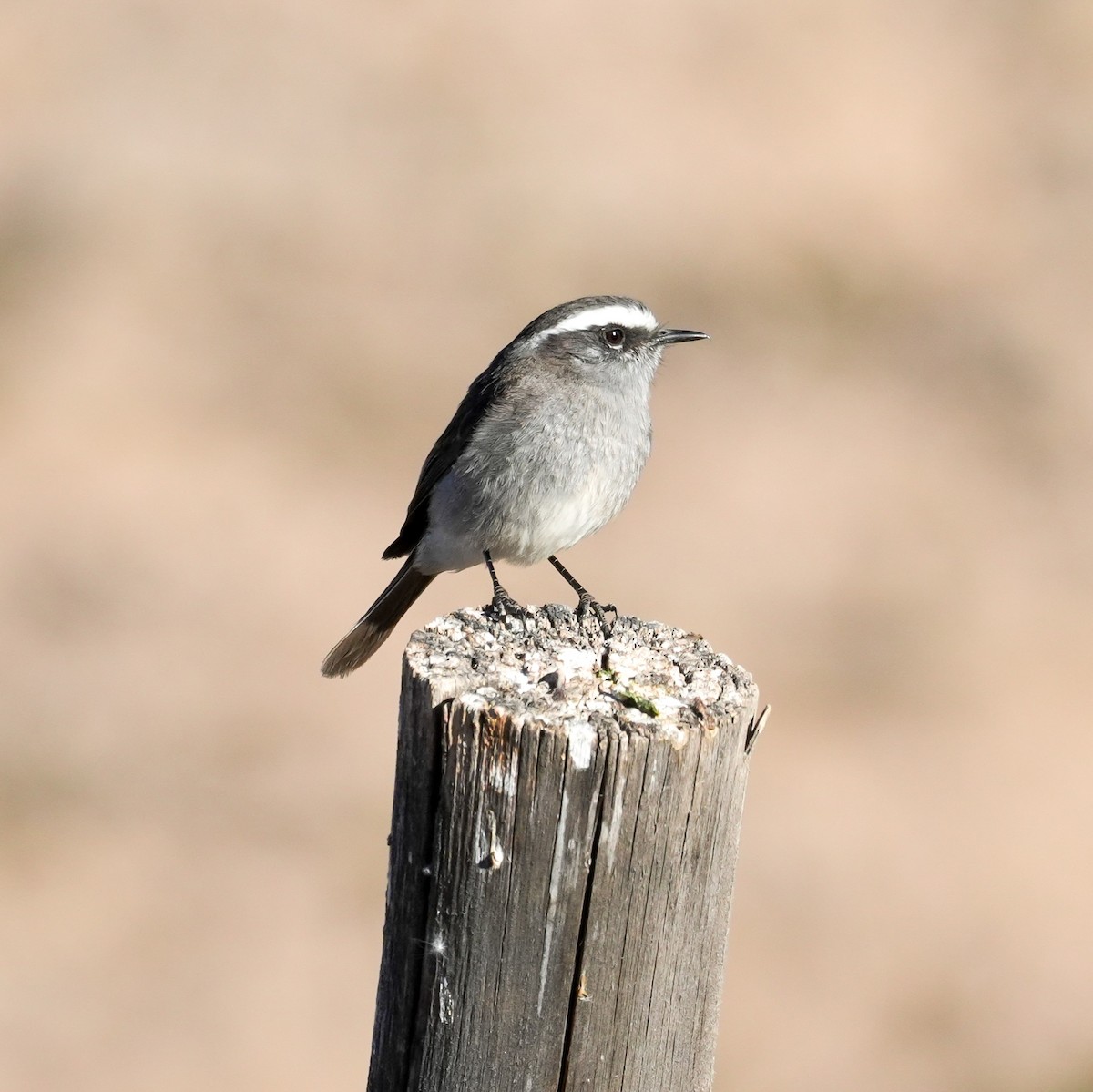 White-browed Chat-Tyrant - ML646598847