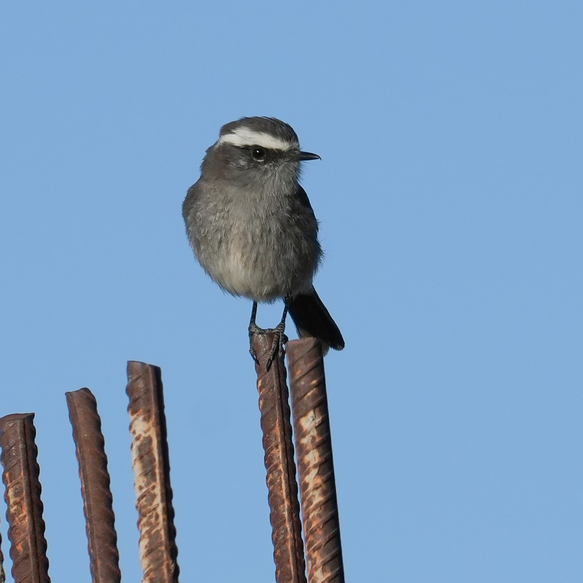 White-browed Chat-Tyrant - ML646598848
