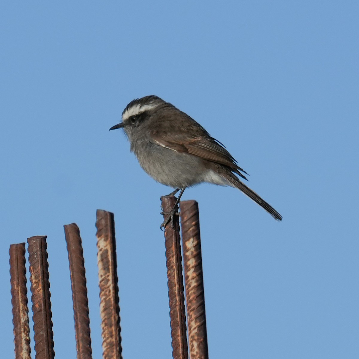 White-browed Chat-Tyrant - ML646598849