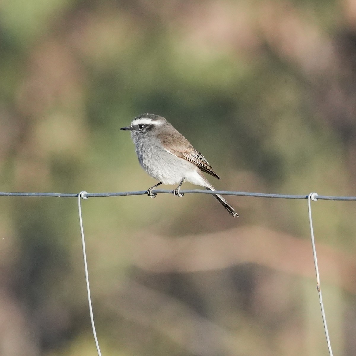White-browed Chat-Tyrant - ML646598850