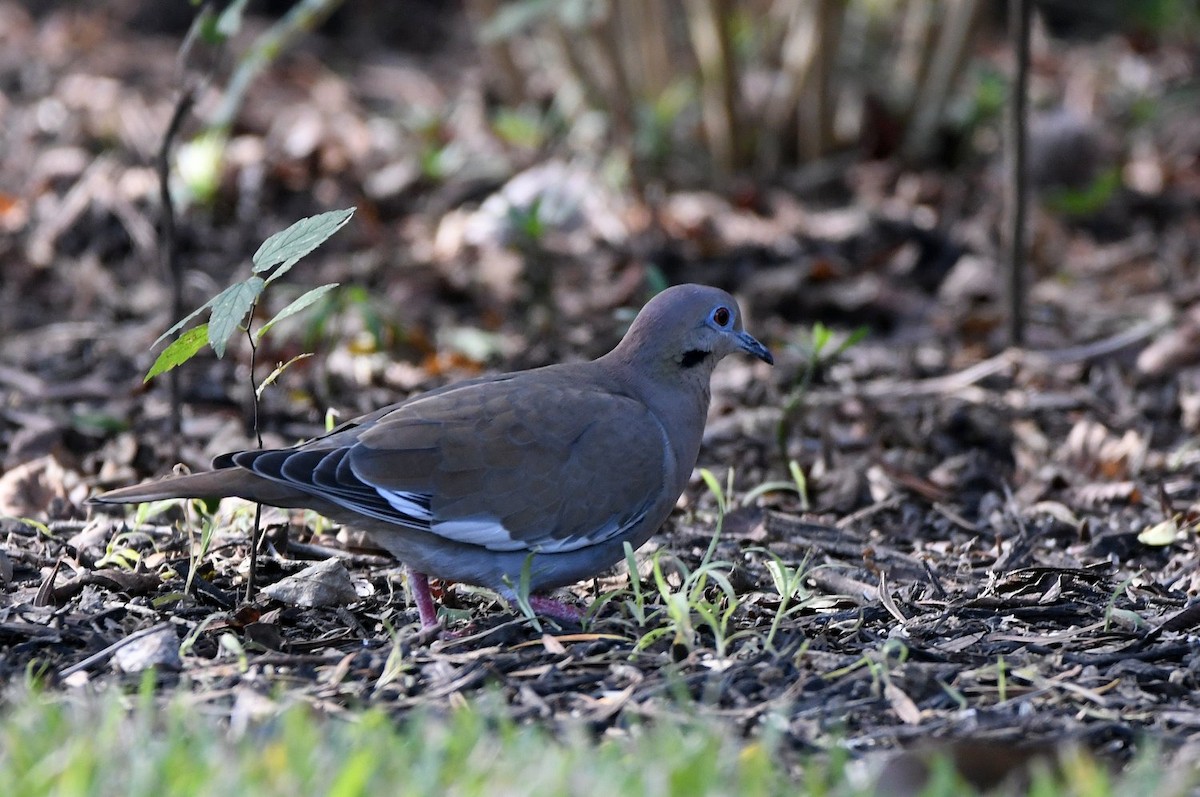 White-winged Dove - ML646598851