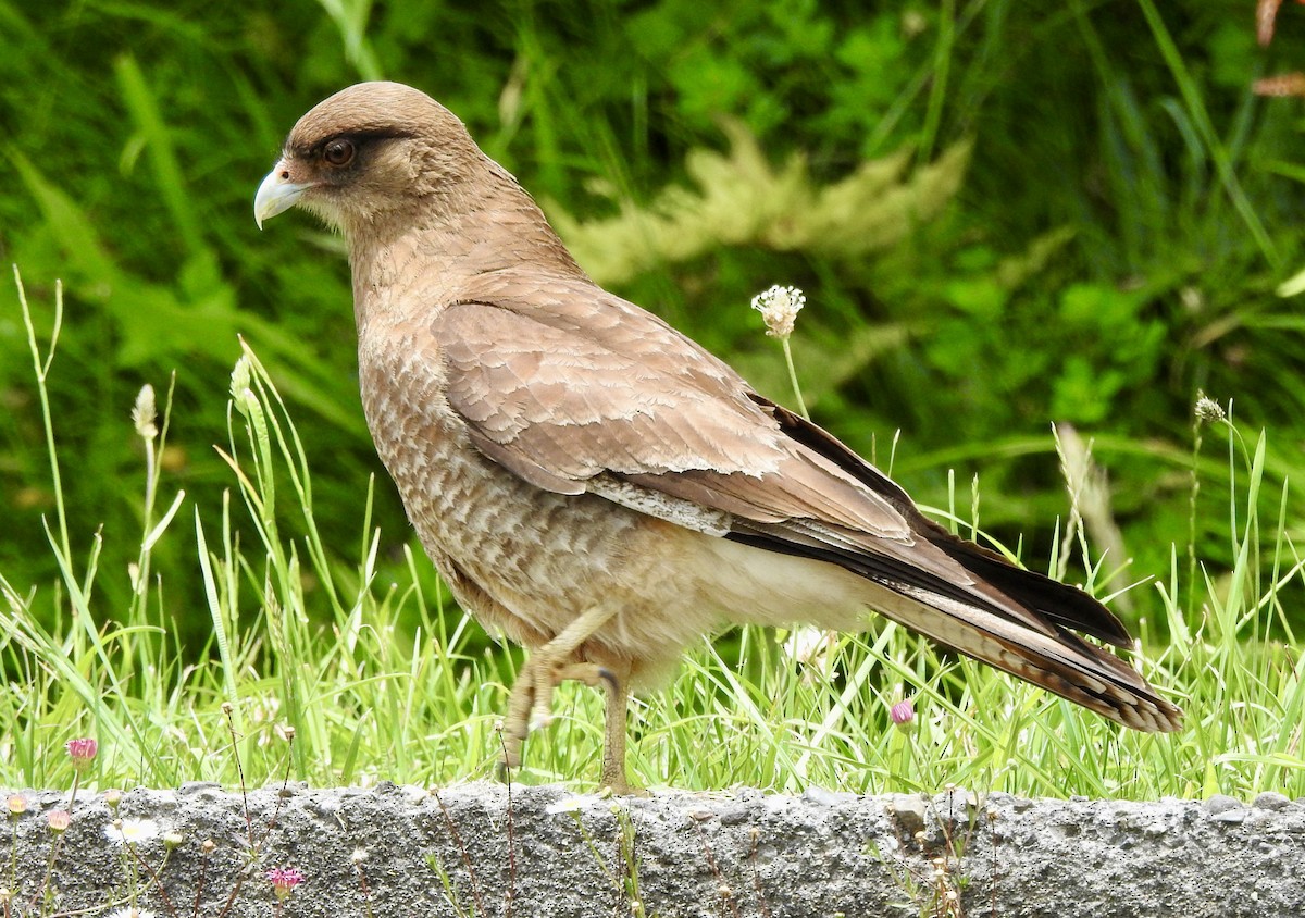 Chimango Caracara - ML646598853