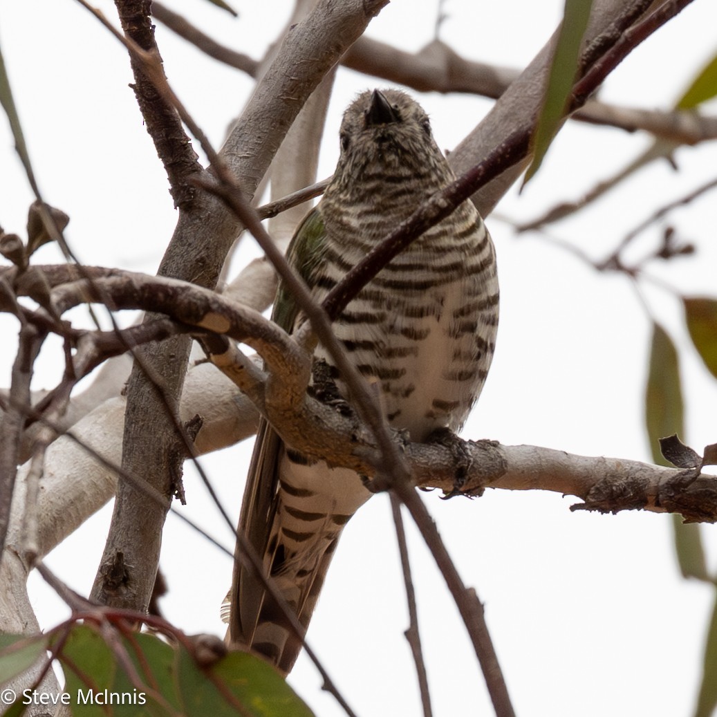 Shining Bronze-Cuckoo - ML646598855