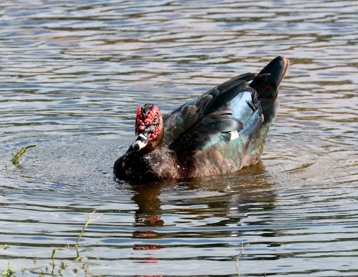 Muscovy Duck (Domestic type) - ML646598856