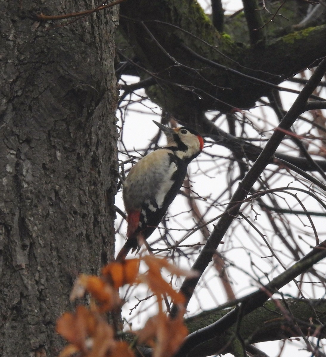 Syrian Woodpecker - ML646598857